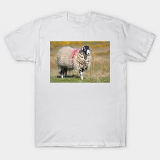 Swaledale Sheep on the Fells T-Shirt